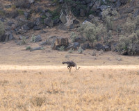 Ostrich