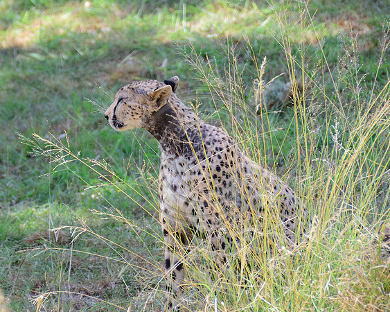 Cheetah