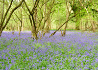 Grovely Wood 2013