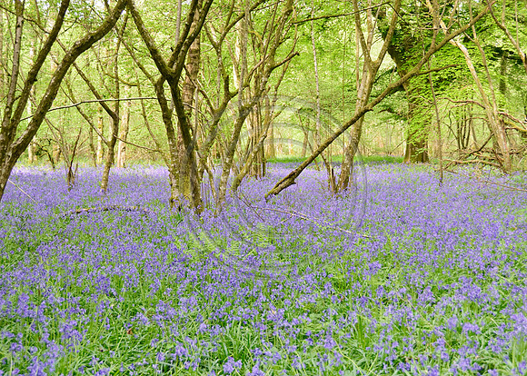 Grovely Wood 2013
