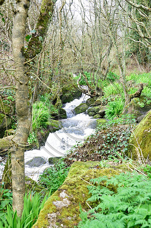 Lamorna Valley