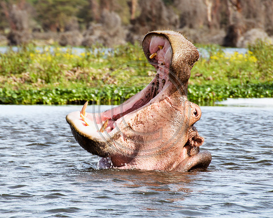 Hippo