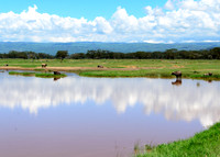 Lake Nakuru buffalo