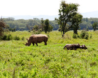 Rhinoceros and Buffalo