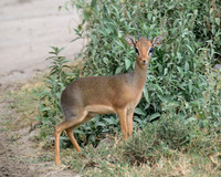 Dik Dik in Hells Gate National Park kenya