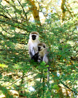 Black faced vervet monkey
