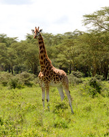 Giraffe at Lake Nakuru