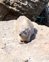 Rock Hyrax at Lake Nakuru National park