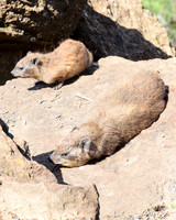 Two Rock Hyrax