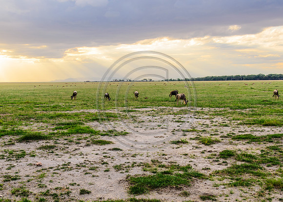 Sun rays over Amboseli