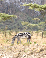 Zebra in Hells Gate National park