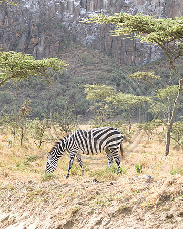 Zebra in Hells Gate National park