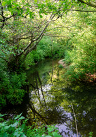 Wellow Brook