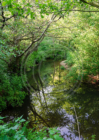 Wellow Brook