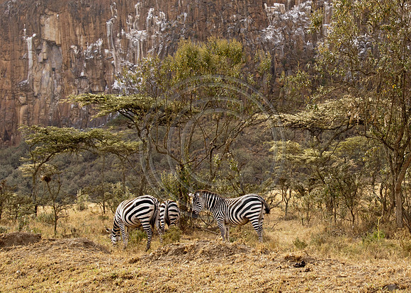 Zebra