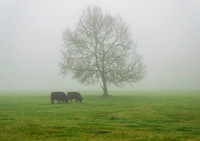 Two Cows and Tree