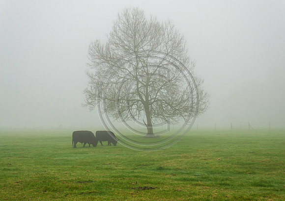 Two Cows and Tree