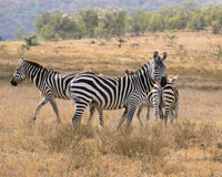 Zebra in Hells Gate National Park Kenya