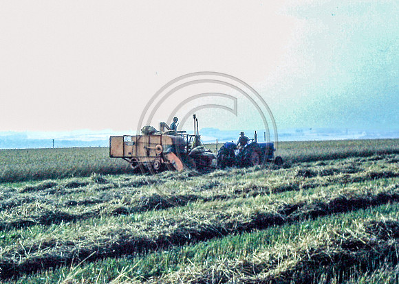 Haymaking 1950s