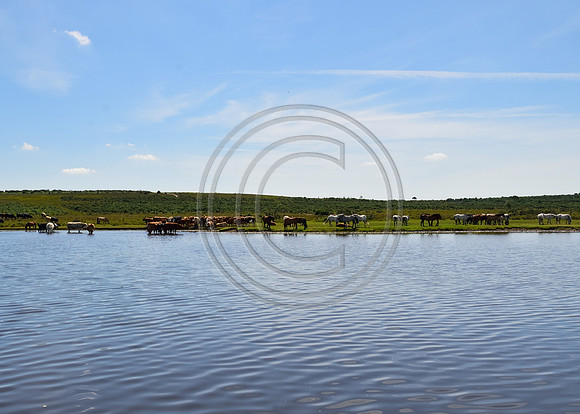 Whitten Pond