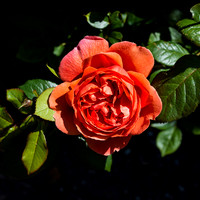 Flora