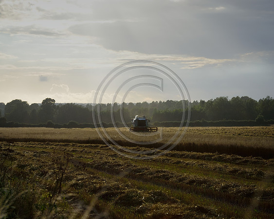Evening Harvest in the Wylye Valley