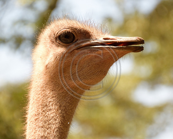 Ostrich