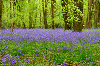Grovely Wood 2014