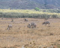 Zebra in Hells Gate National Park Kenya