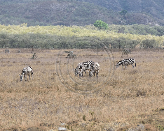 Zebra in Hells Gate National Park Kenya