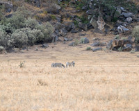 Zebra in Hells Gate