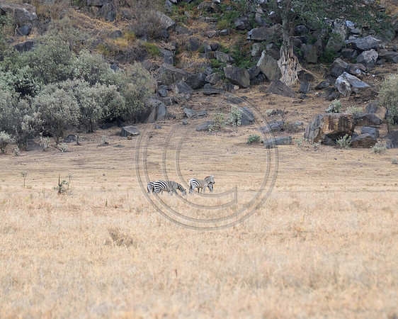 Zebra in Hells Gate