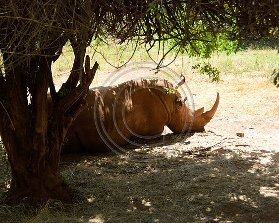 Rhino